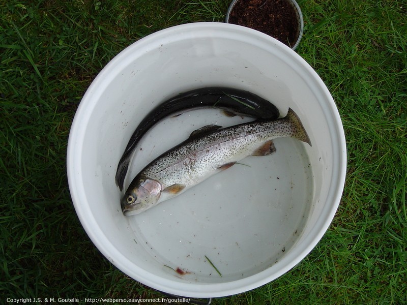 Partie de pêche à la truite