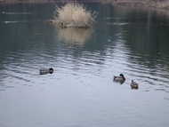 Pause au barrage du Ternay