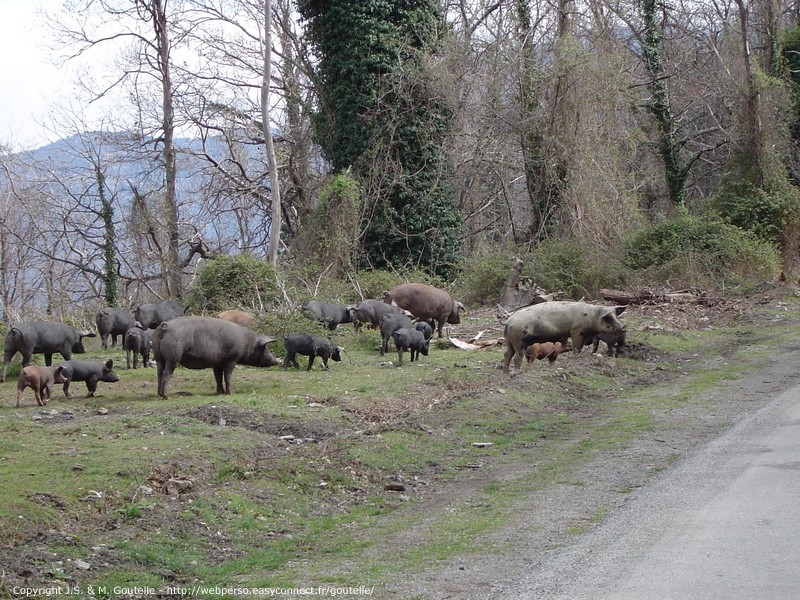 Dans la Castagniccia