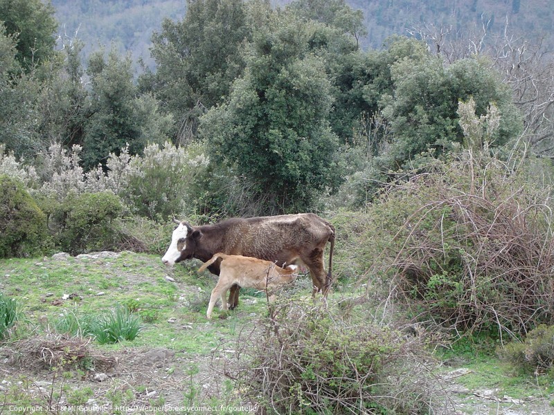 Dans le col d'Arcarota