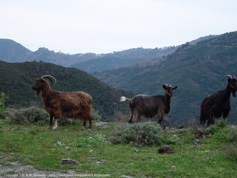 Dans le col d'Arcarota