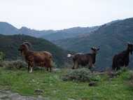 Dans le col d'Arcarota