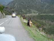 Dans le col d'Arcarota